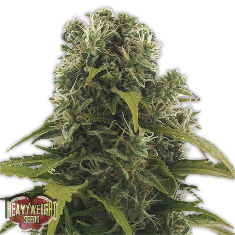 Heavyweight Seeds - High Density Auto (auto/fem.)