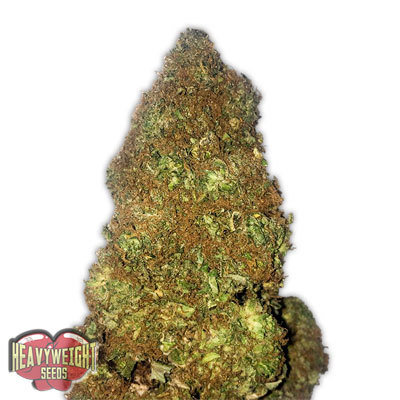Heavyweight Seeds - Jackpot Auto (auto/fem.) 06140