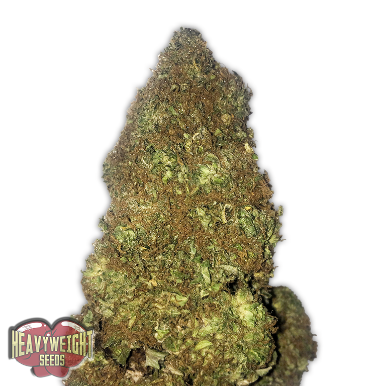 Heavyweight Seeds - Jackpot Auto (auto/fem.)