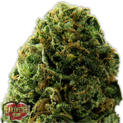 Heavyweight Seeds - Massive Midget Auto (auto/fem.) 06141