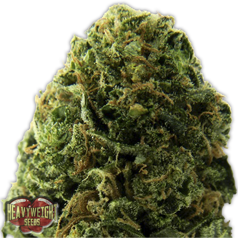 Heavyweight Seeds - Massive Midget Auto (auto/fem.)