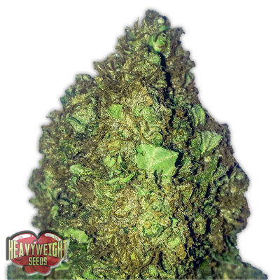 Heavyweight Seeds - Short and Sweet Auto (auto/fem.) 06142