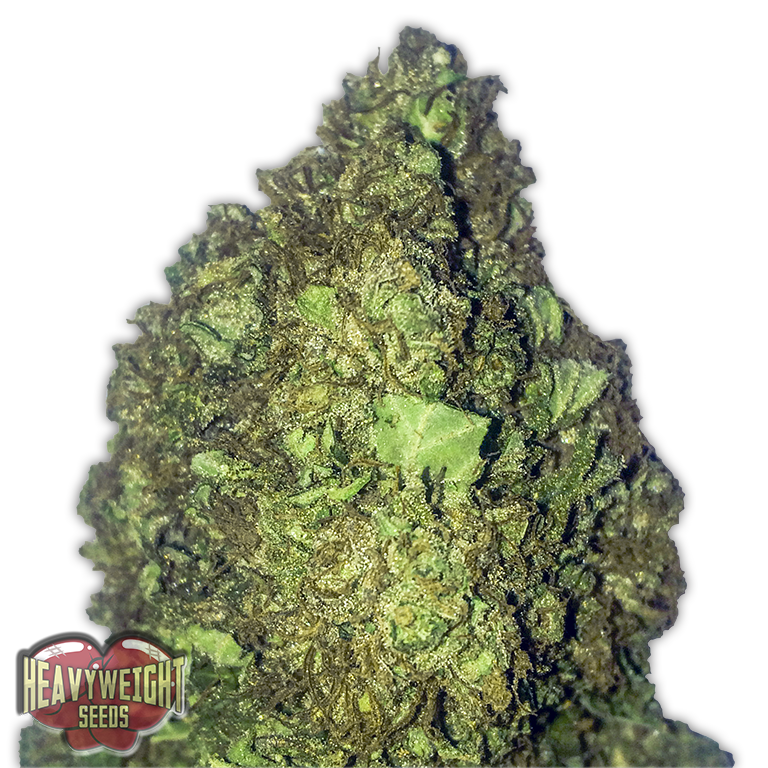 Heavyweight Seeds - Short and Sweet Auto (auto/fem.)
