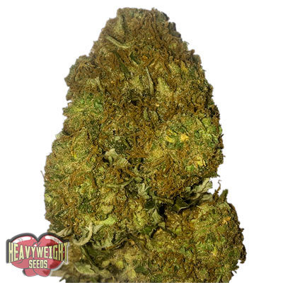 Heavyweight Seeds - Skunky Monkey Auto (auto/fem.) 06143