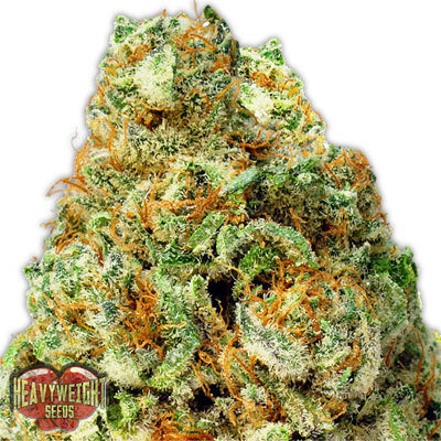 Heavyweight Seeds - Turbo Bud Auto (auto/fem.) 06144