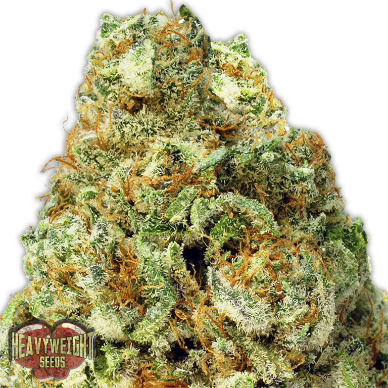 Heavyweight Seeds - Turbo Bud Auto (auto/fem.)