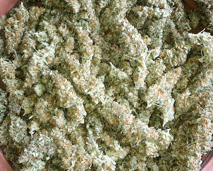 Heavyweight Seeds - Turbo Bud Auto (auto/fem.)