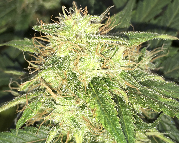 Heavyweight Seeds - Turbo Bud Auto (auto/fem.)