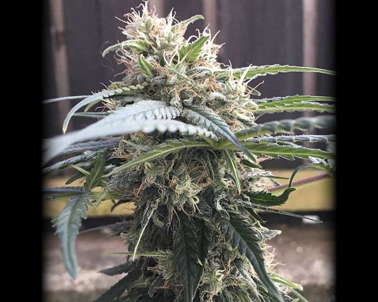Heavyweight Seeds - Turbo Bud Auto (auto/fem.)
