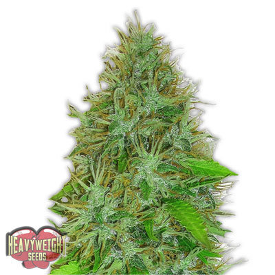 Heavyweight Seeds - 2 Fast and 2 Vast Auto (auto/fem.) 06145