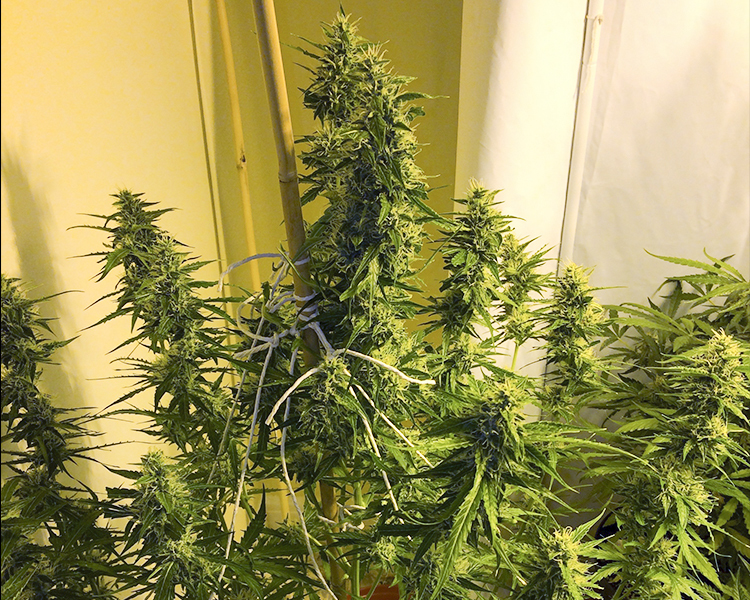 Heavyweight Seeds - 2 Fast and 2 Vast Auto (auto/fem.)