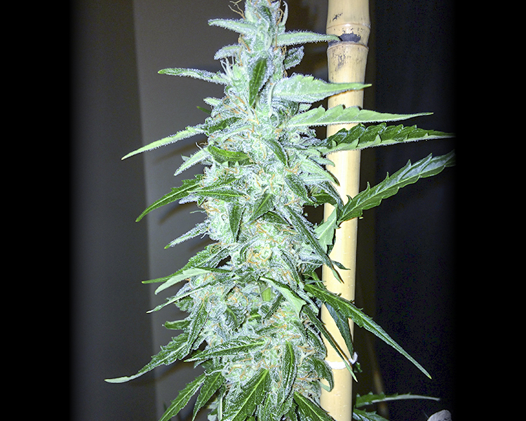 Heavyweight Seeds - 2 Fast and 2 Vast Auto (auto/fem.)