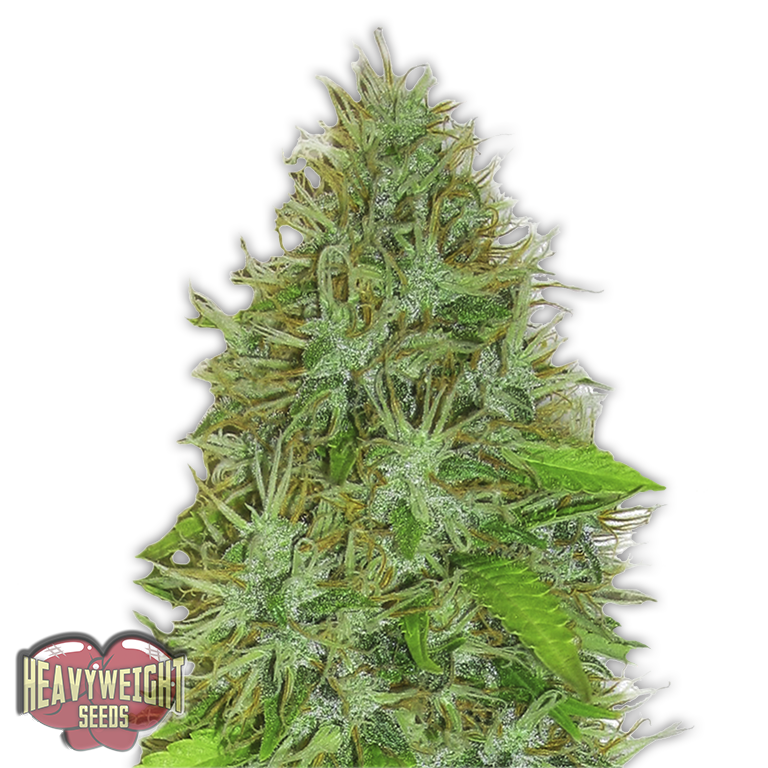 Heavyweight Seeds - 2 Fast and 2 Vast Auto (auto/fem.)