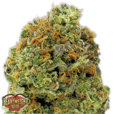 Heavyweight Seeds - Wipeout Express Auto (auto/fem.) 06147