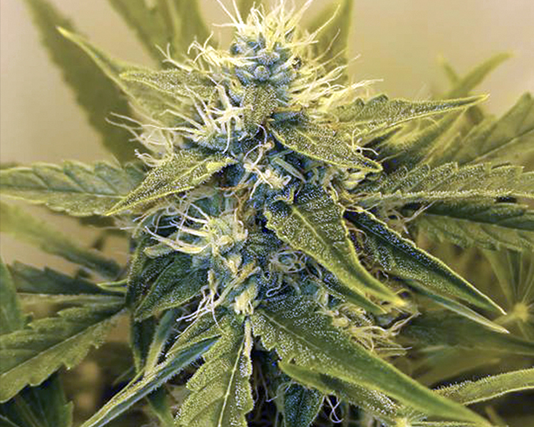 Heavyweight Seeds - Wipeout Express Auto (auto/fem.)