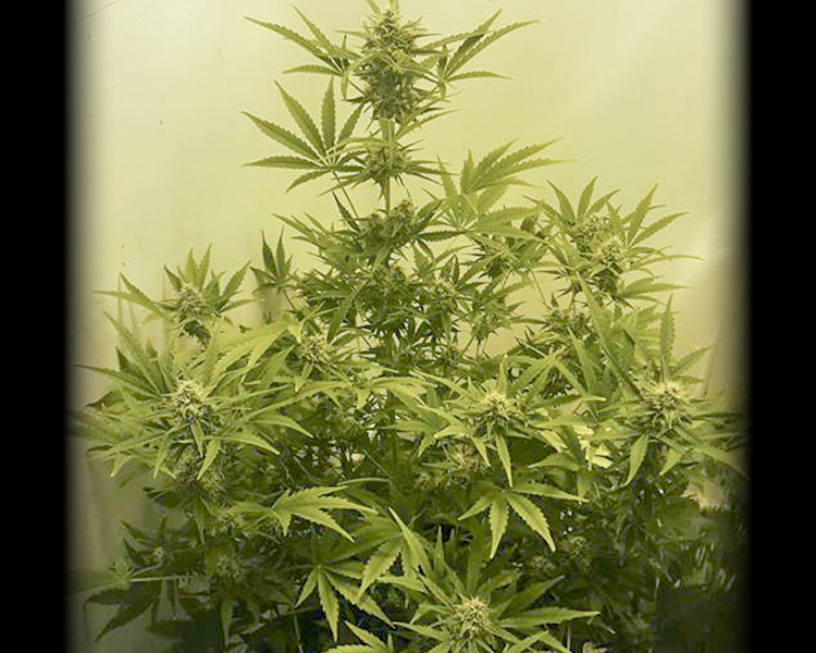 Heavyweight Seeds - Wipeout Express Auto (auto/fem.)