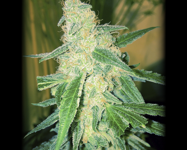 Heavyweight Seeds - Wipeout Express Auto (auto/fem.)