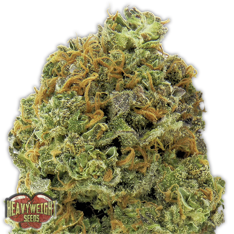 Heavyweight Seeds - Wipeout Express Auto (auto/fem.)
