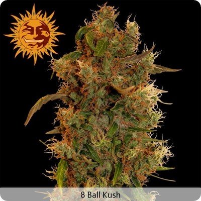 Barney's Farm - 8 Ball Kush (fem.) 02007