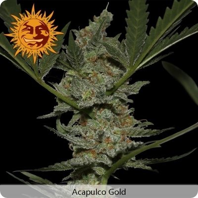 Barney's Farm - Acapulco Gold (fem.) 01787
