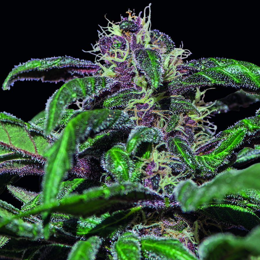 Barney's Farm - Ayahuasca Purple (fem.) Barney's Farm - Ayahuasca Purple (fem.)