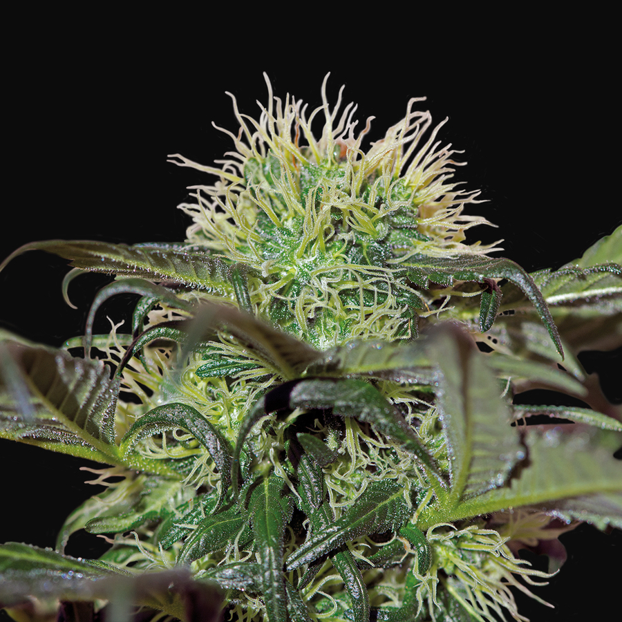 Barney's Farm - Bad Azz Kush (fem.)