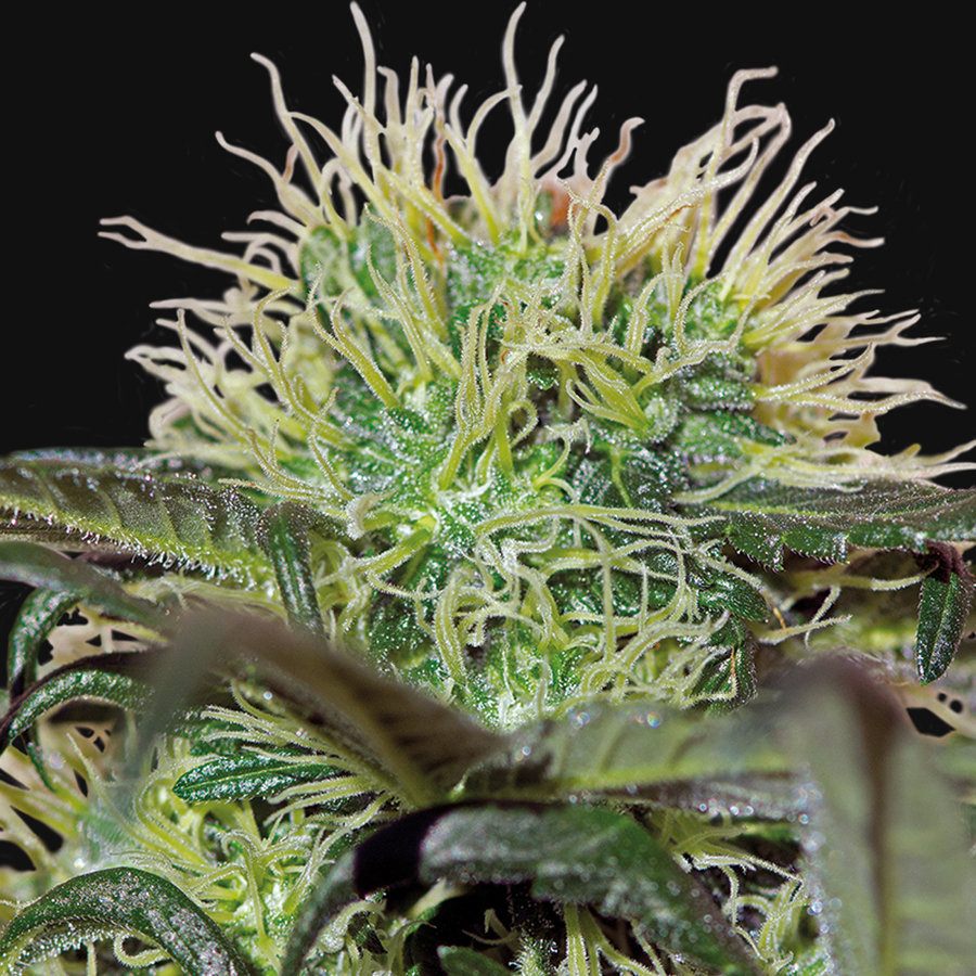 Barney's Farm - Bad Azz Kush (fem.)