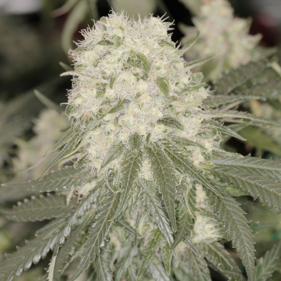 Barney's Farm - Bad Azz Kush (fem.)