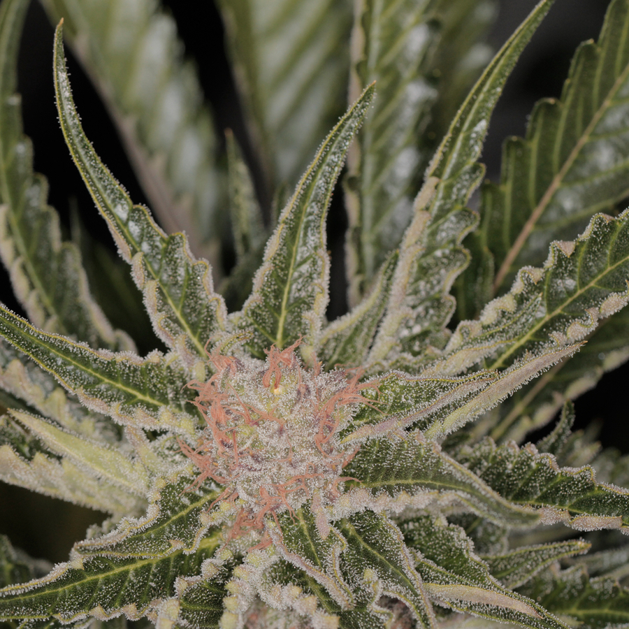 Barney's Farm - Bad Azz Kush (fem.)