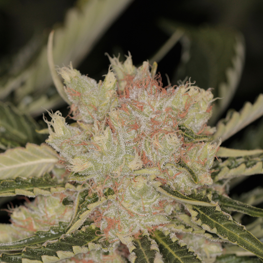 Barney's Farm - Bad Azz Kush (fem.)