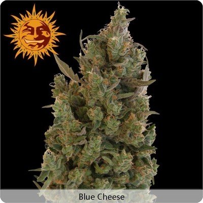 Barney's Farm - Blue Cheese aka Blueberry Cheese (fem.) 02002