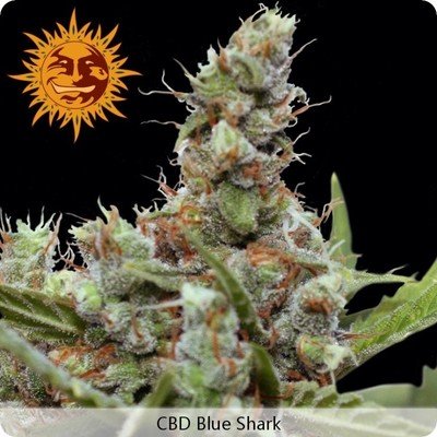 Barney's Farm - CBD Blue Shark (fem.) 01999