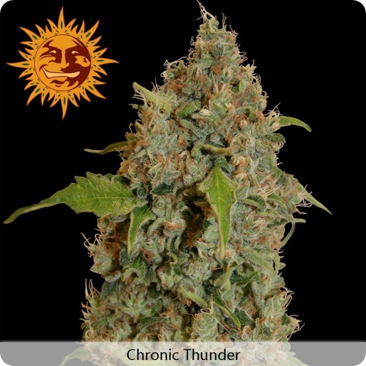 Barney'S Farm - Chronic Thunder (fem.)