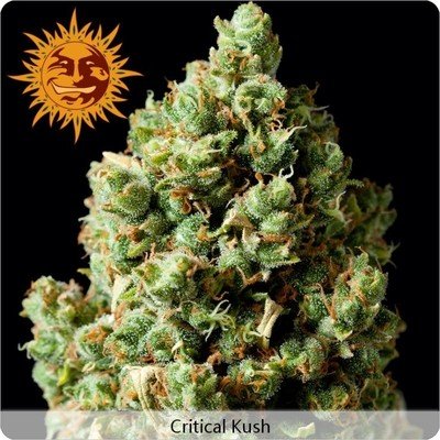 Barney's Farm - Critical Kush (fem.) 🏆 03154