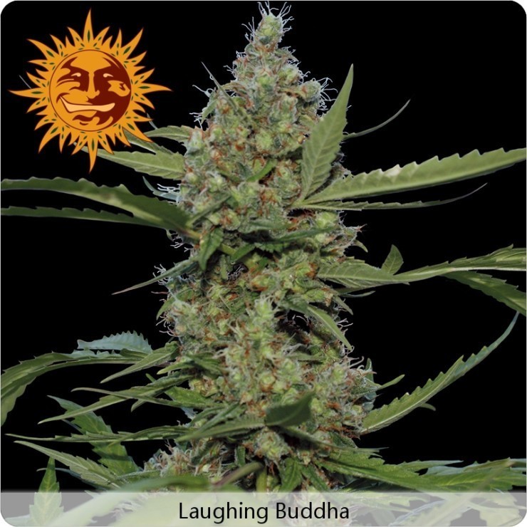 Barney's Farm - Laughing Buddha (fem.)