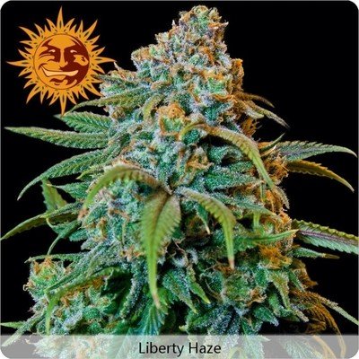 Barney's Farm - Liberty Haze (fem.) 04118