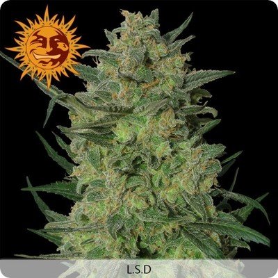 Barney's Farm - LSD (fem.) 03378