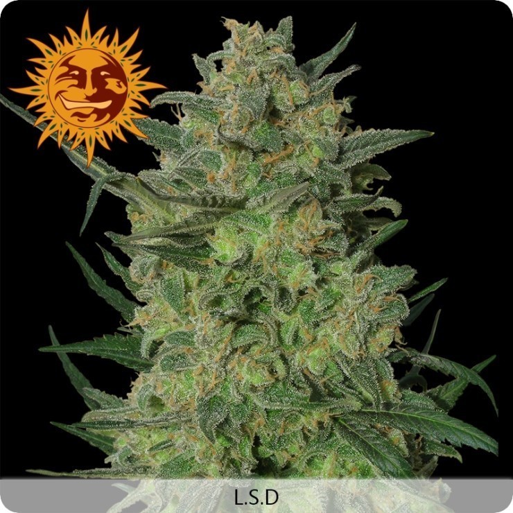Barney's Farm - LSD (fem.) 🏆