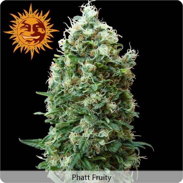 Barney's Farm - Phatt Fruity (fem.)