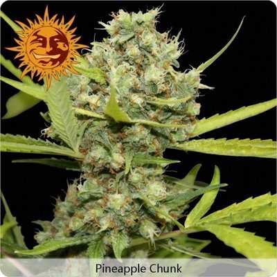 Barney's Farm - Pineapple Chunk (fem.) 04125