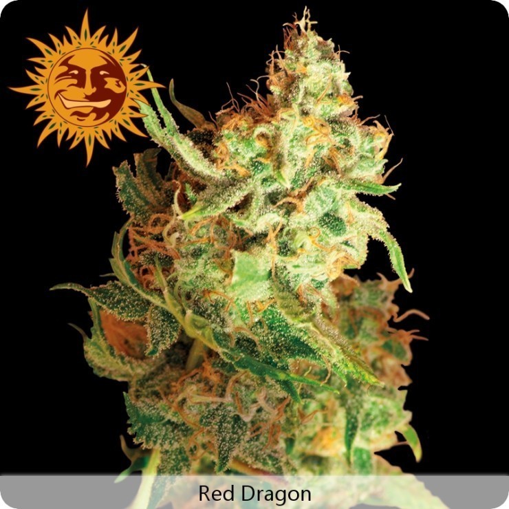 Barney's Farm - Red Dragon (fem.)