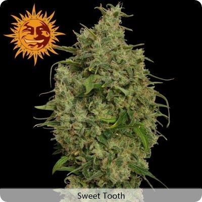 Barney's Farm - Sweet Tooth (fem.) 04133