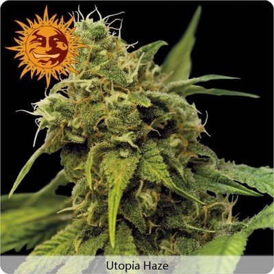 Barney's Farm - Utopia Haze (fem.) 04138