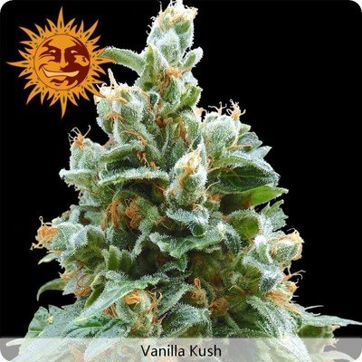 Barney's Farm - Vanilla Kush (fem.) 04140