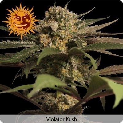 Barney's Farm - Violator Kush (fem.) 04142