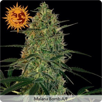 Barney's Farm - Malana Bomb Auto (auto/fem.) 04105