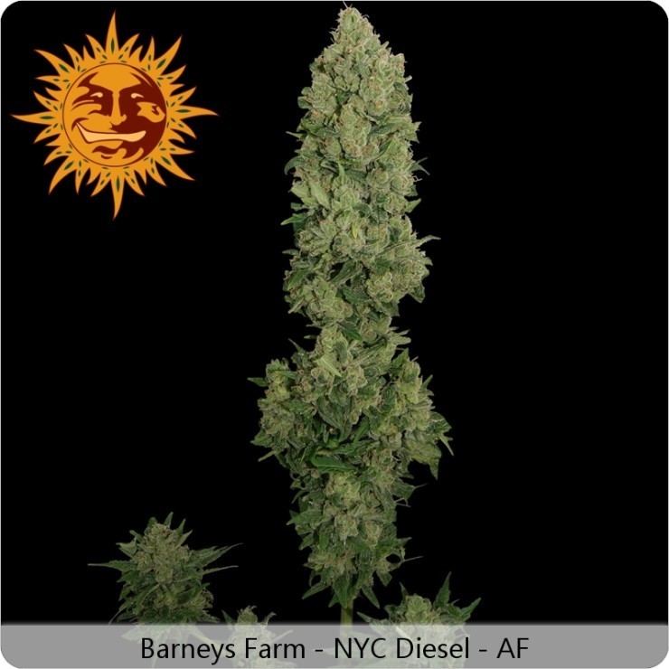 Barney'S Farm - NYC Diesel Auto (auto/fem.)