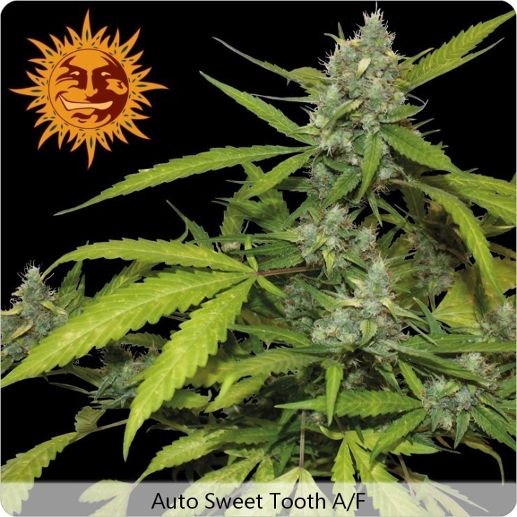 Barney's Farm - Sweet Tooth Auto (auto/fem.)