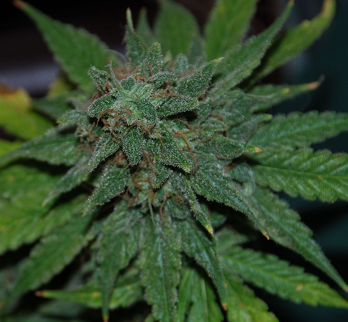 Green House Seeds - GH Cheese (fem.)