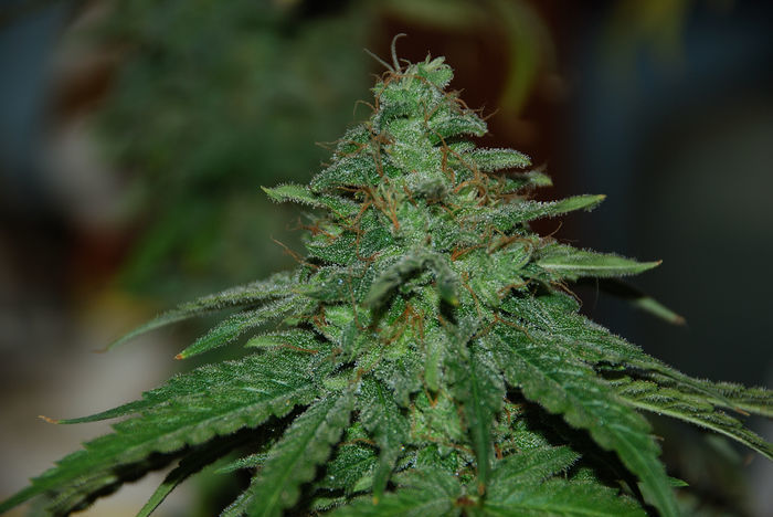 Green House Seeds - GH Cheese (fem.)